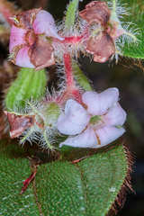 Miconia hanstuerckheimii