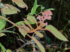 Miconia hanstuerckheimii