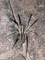 Lycosa grahami