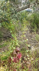 Scrophularia peregrina
