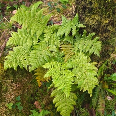 Dryopteris azorica