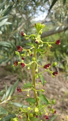 Scrophularia peregrina