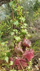 Scrophularia peregrina