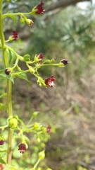 Scrophularia peregrina