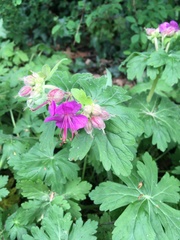 Geranium macrorrhizum