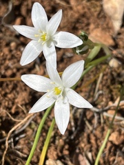 Ornithogalum narbonense