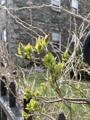 Magnoliopsida