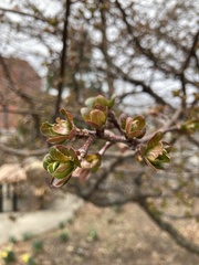Magnoliopsida