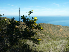 Dendromecon harfordii