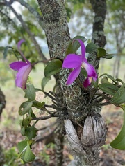 Cattleya violacea