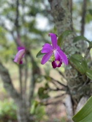Cattleya violacea