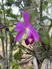 Cattleya violacea