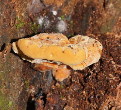 Rigidoporus laetus
