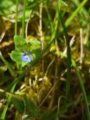 Veronica arvensis