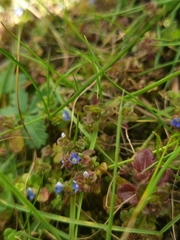 Veronica arvensis