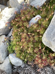 Saxifraga fragosoi