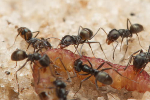 Iridomyrmex difficilisIridomyrmex difficilis