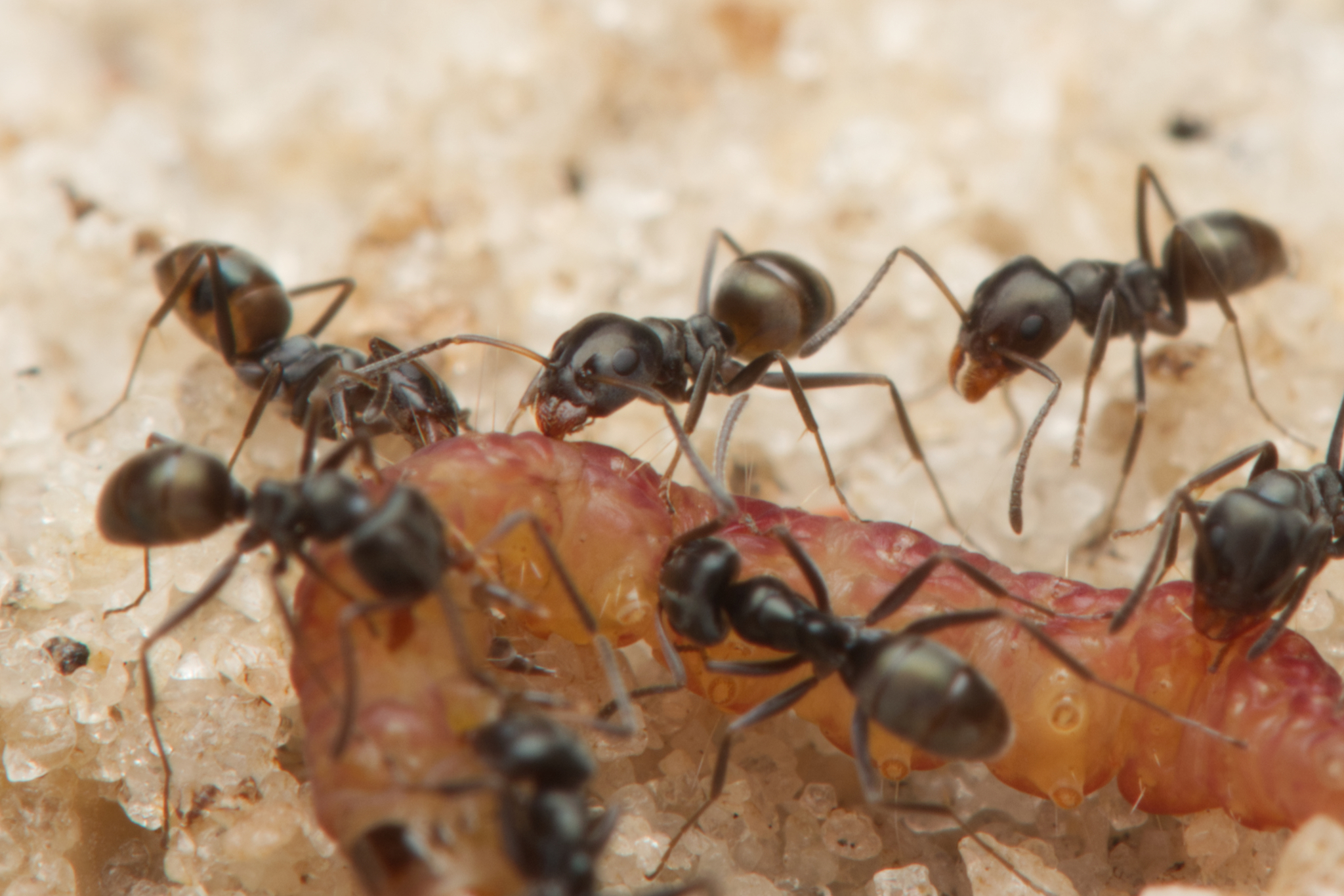 Iridomyrmex difficilis