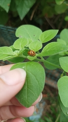 Henosepilachna vigintioctopunctata