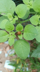 Henosepilachna vigintioctopunctata