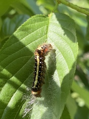 Acronicta intermedia
