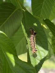 Acronicta intermedia