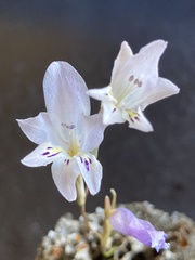 Gladiolus martleyi