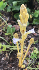 Phelipanche ramosa