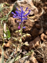 Muscari comosum