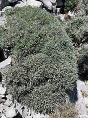 Hormathophylla spinosa