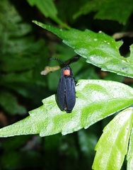 Pyrocoelia formosana