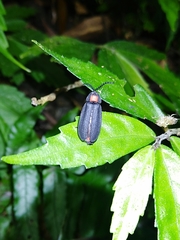 Pyrocoelia formosana