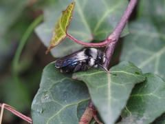 Andrena danuvia