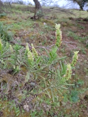 Lavandula viridis