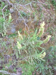 Lavandula viridis