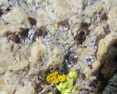 Acarospora americana