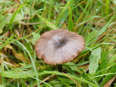 Entoloma albidocoeruleum
