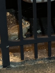 Sylvilagus floridanus