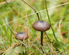 Entoloma albidocoeruleum