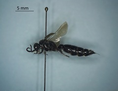 Hymenoptera