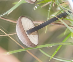 Entoloma albidocoeruleum
