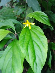 Lysimachia ardisioides