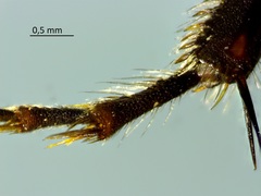 Hymenoptera