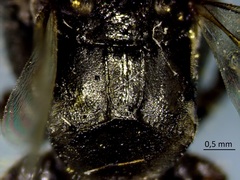 Hymenoptera