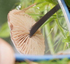 Entoloma albidocoeruleum