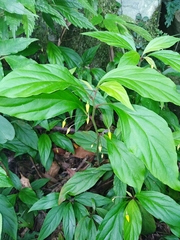 Lysimachia ardisioides