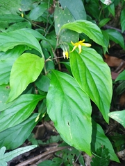 Lysimachia ardisioides
