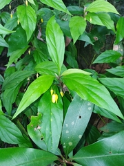 Lysimachia ardisioides