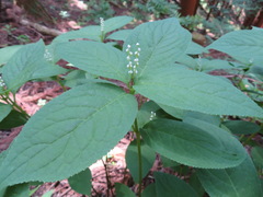 Chloranthus serratus