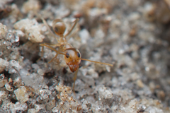 Iridomyrmex pallidus